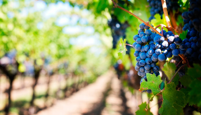 fiesta vendimia rioja alavesa