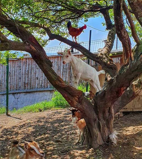 Animales de Santa Klara agroturismo en Gipuzkoa