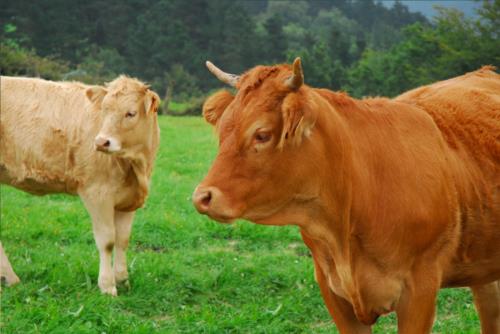 animales agroturismo Irizar Azpikoa en Gipuzkoa