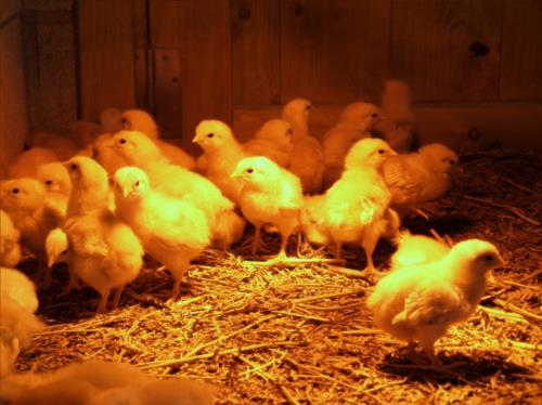 pollitos agroturismo ibarrolabekoa en gipuzkoa