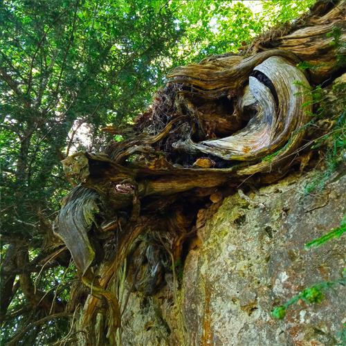 Arbol agroturismo Izarrate en Alava