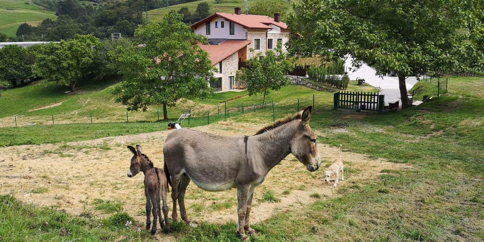 zelaia animalieakin nekazalturismoa Gipuzkoan