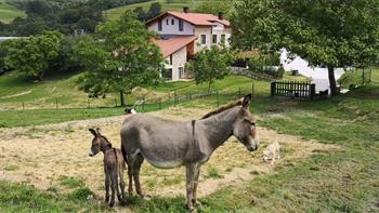 zelaia animalieakin nekazalturismoa Gipuzkoan