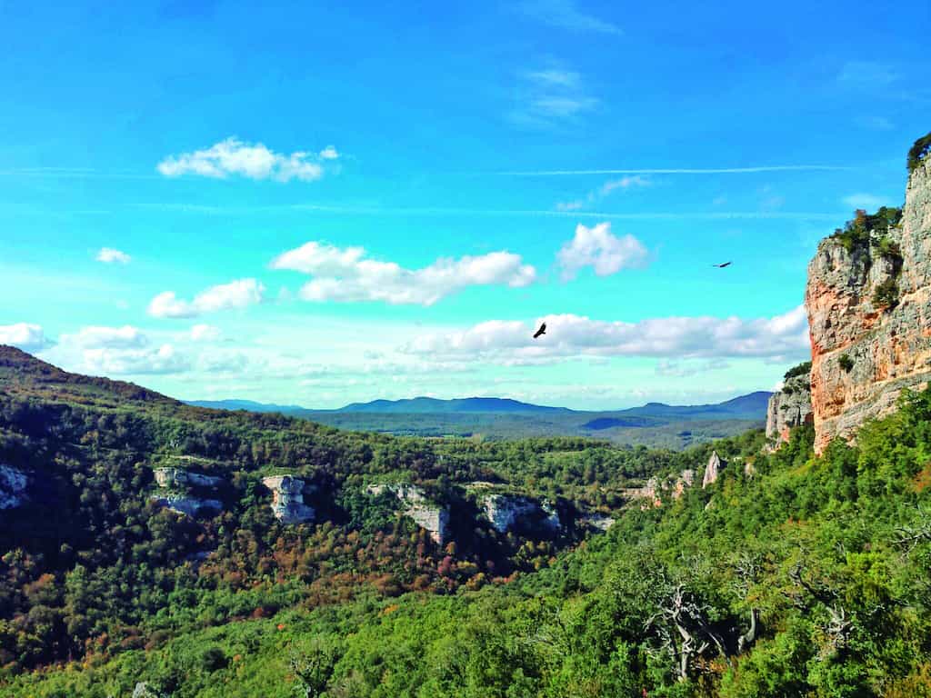 Izki alberga uno de los bosques de roble marojo de mayor extensión de Europa 