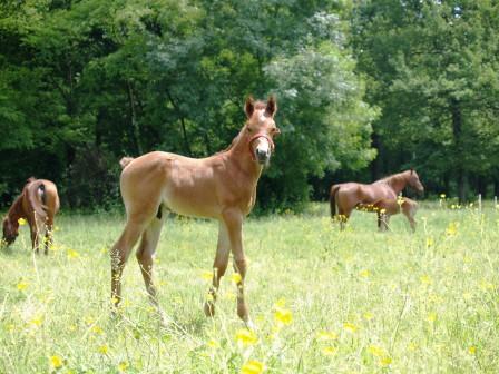 animaliak nekazalturismoa ibarra Bizkaian