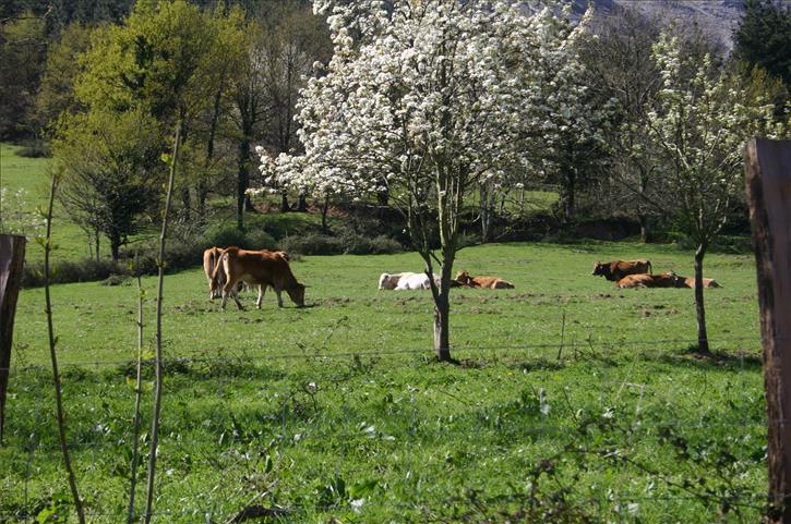animaliak landa etxea olazabal azpikoa Bizkaian