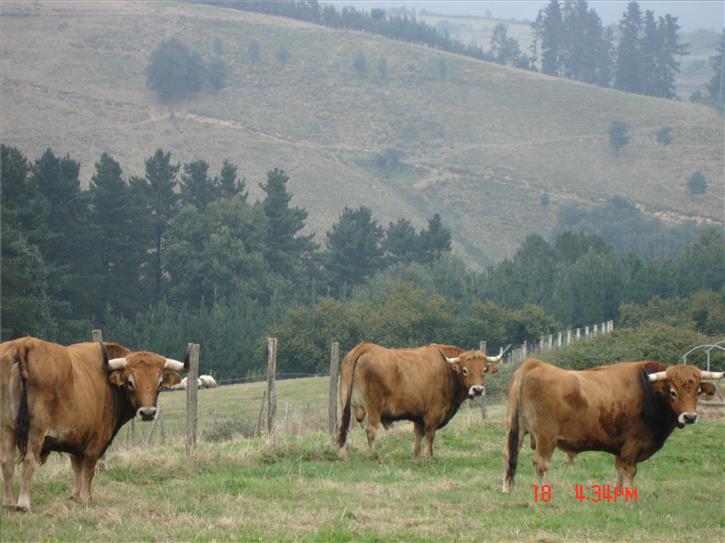animaliak nekazalturismoa lezamako etxe Bizkaian