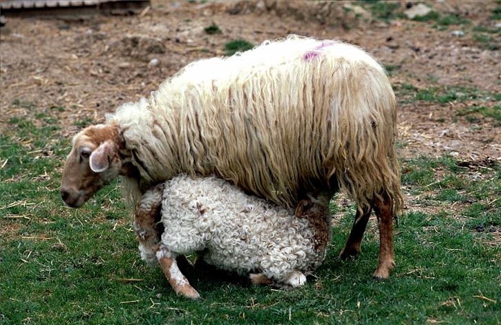 animaliak nekazalturismoa Arruan Haundi Gipuzkoan