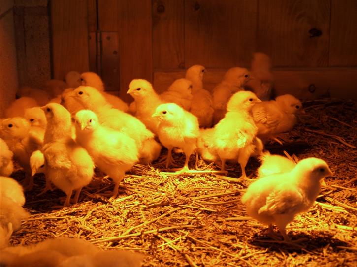 txitak nekazalturismoa ibarrolabekoa gipuzkoan