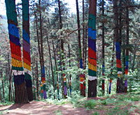 Conjunto Cuevas de Santimamiñe y Bosque de Oma - Santimamiñeko Kobazuloak eta Omako Basoa